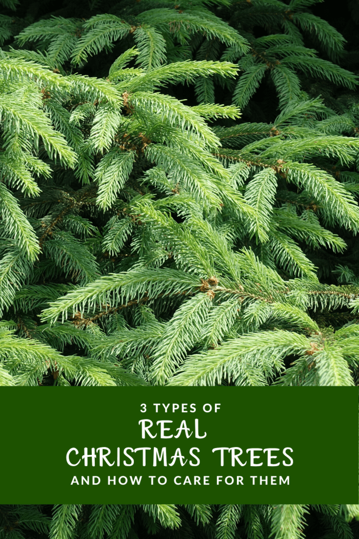 norway spruce as real christmas tree