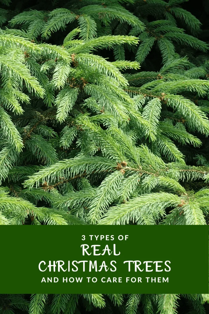 Norway Spruce real Christmas treev