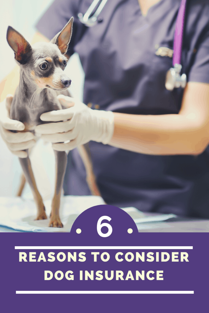 some dog insurance policies, you can be covered if you have to cancel your trip due to your dog’s illness.