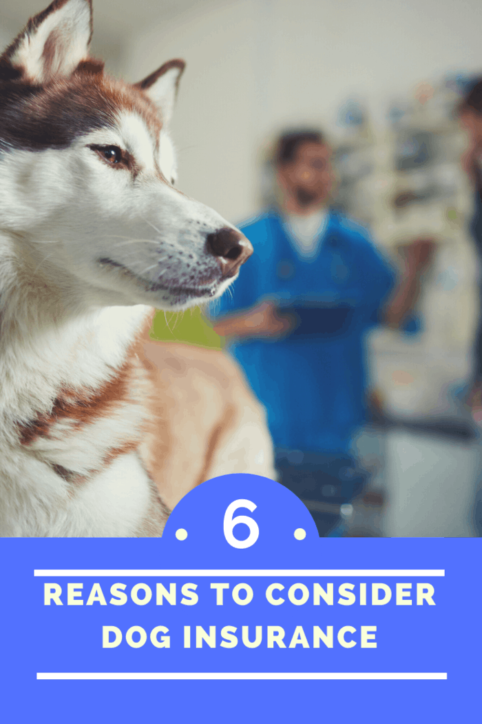 Other than feeding your pet well, spending quality time with him or her, and observing proper hygiene, you should also consider dog insurance.