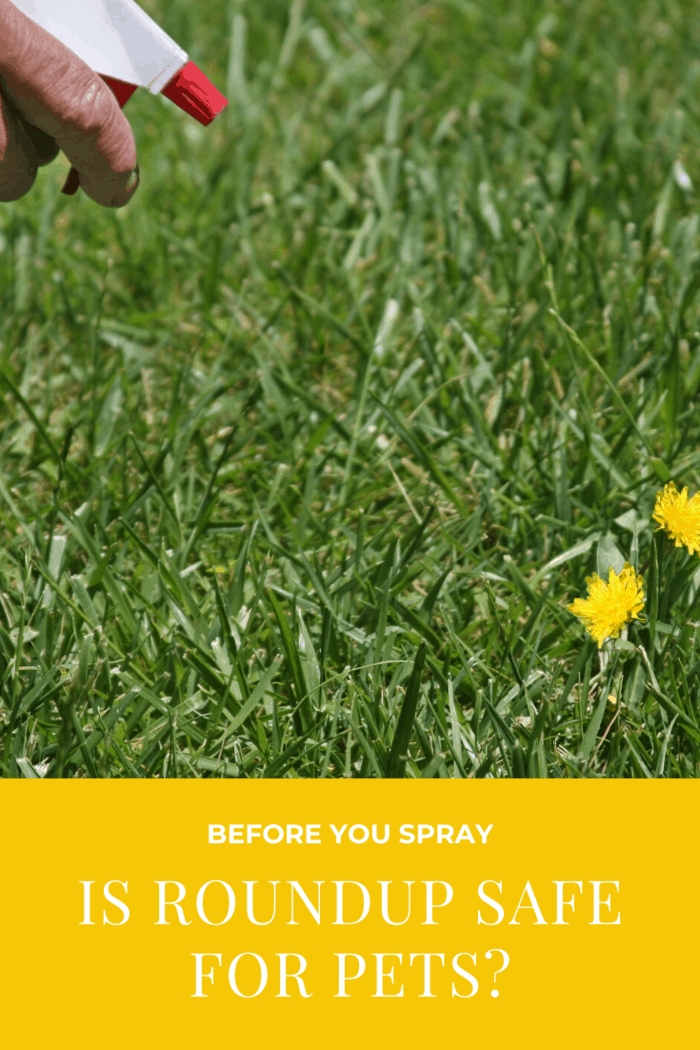To be safe, if you’re worried about pet safety when using Roundup, it’s best not to use it at all.