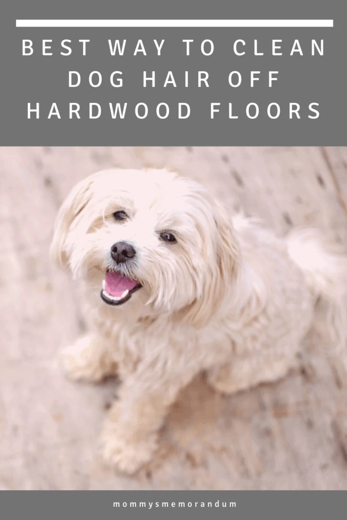 Best way to clean dog hair off floors best sale