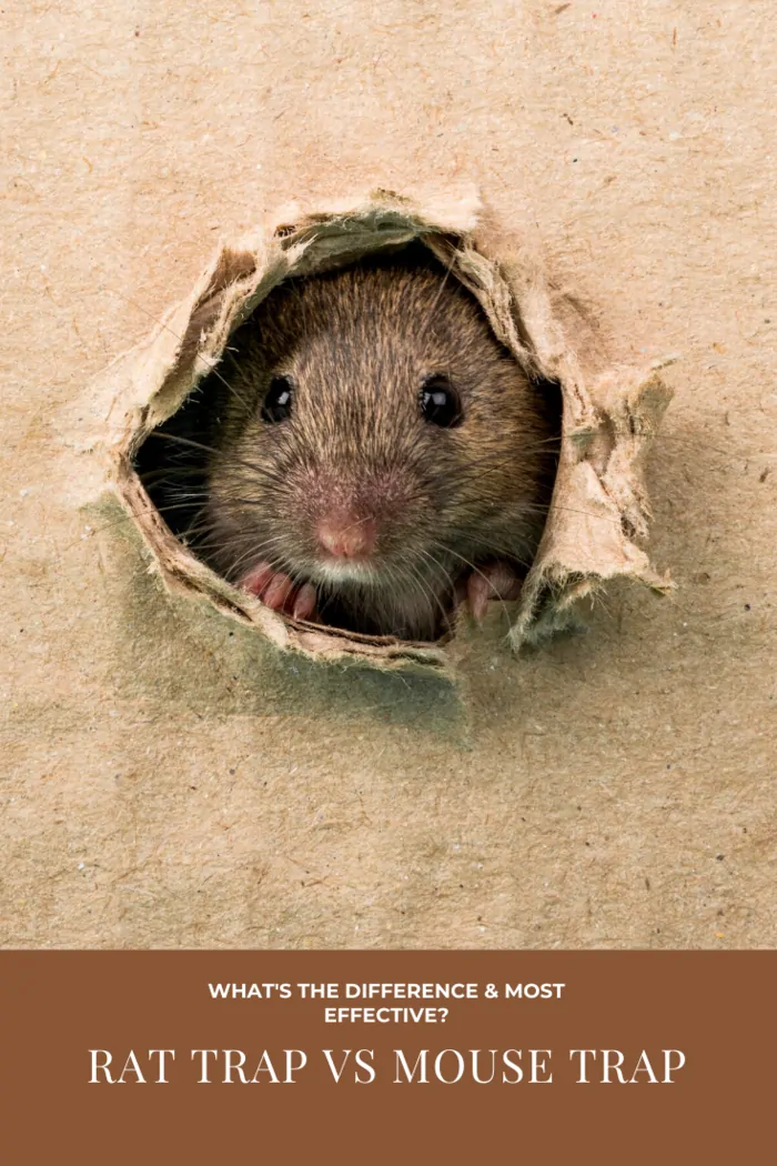 Here are more tips for you to catch the rodents successfully