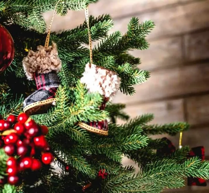 Selecting a real Christmas tree is always a highlight in festive season preparations. We discuss three types of real Christmas Trees and how to care for them.