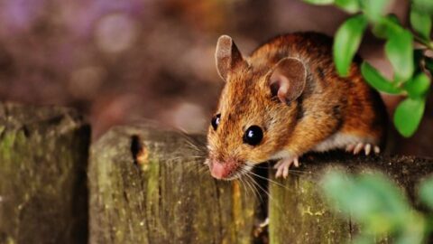 Close-up of a brown mouse on wooden surface, showcasing common pest and rodent health risks.