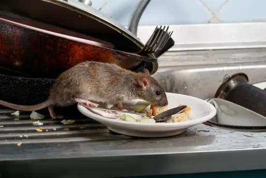 Rodents including mice and rats are a nightmare for every household and even for a property owner.