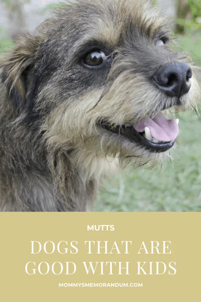 As people who whole-heartedly believe in rescuing dogs, don't overlook a dog because they're not the specific breed on this list.