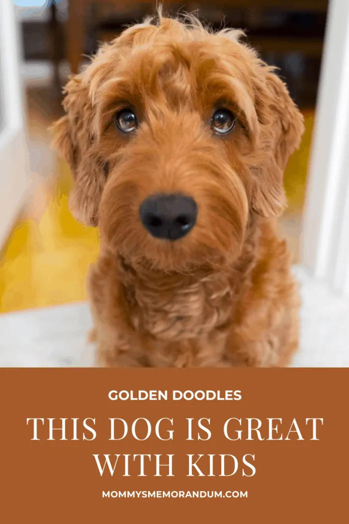 Golden doodles aren't as high energy as the golden retriever, but you'll still need to give them two walks a day.