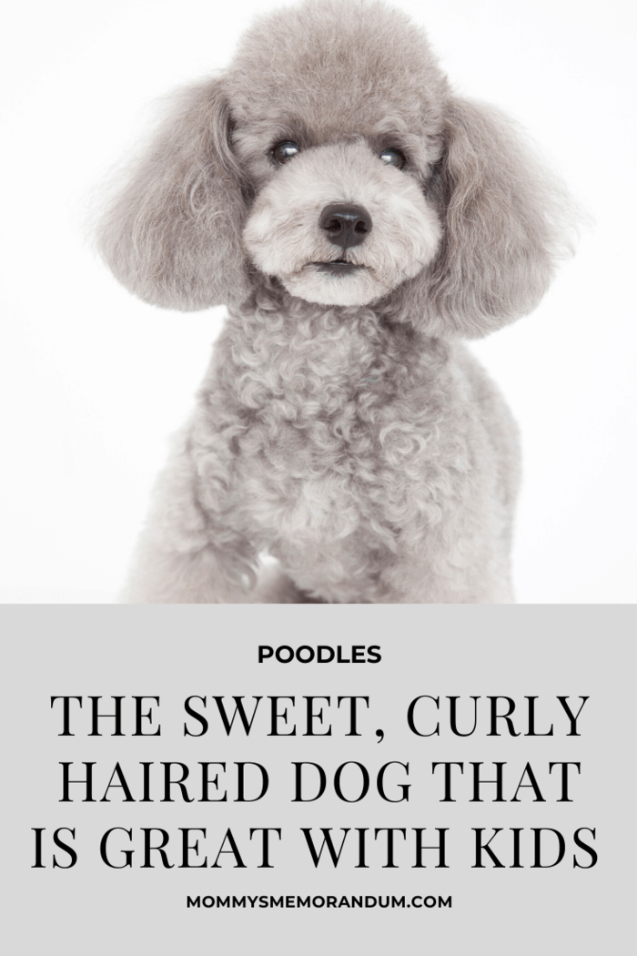The greatest thing about poodles is that they come in a range of sizes, and they're hypoallergenic. They're the perfect dog for a family that doesn't like mess or, more likely, has enough mess on their hands already.