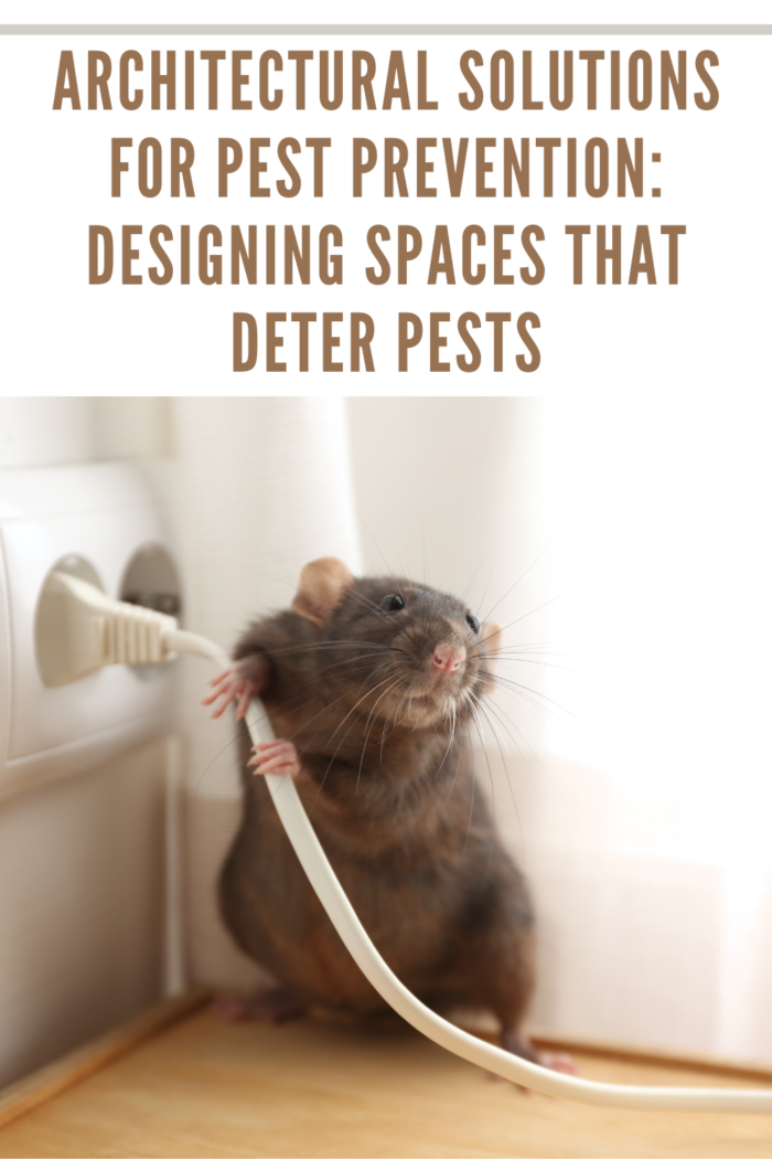 Rat near Power Socket Indoors. Pest Control