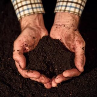 Eco Gardening: From Composting to Growing Your Own Vegetables