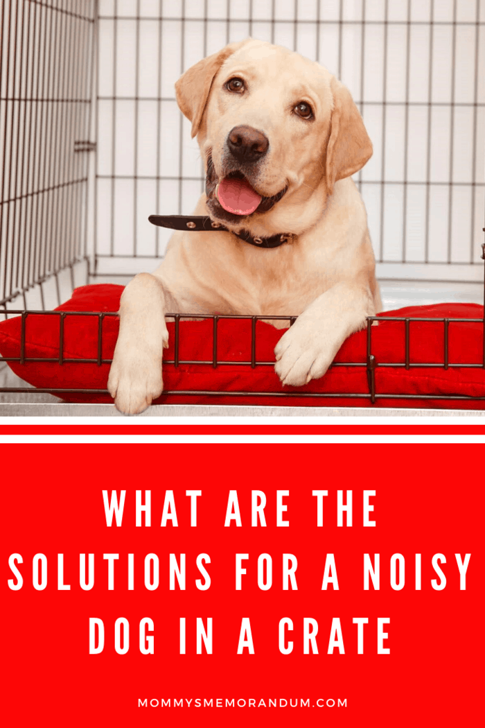 What are the Solutions for a Noisy Dog in a Crate?