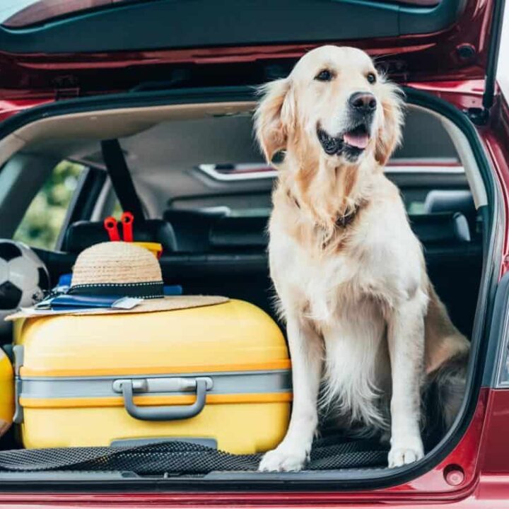 Great Tips And Tools For Traveling With Pets This Winter
