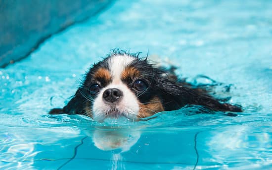 Not all dogs love to swim, but it's important that your pup at least knows how.