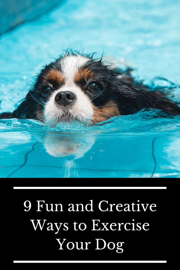 Not all dogs love to swim, but it's important that your pup at least knows how.
