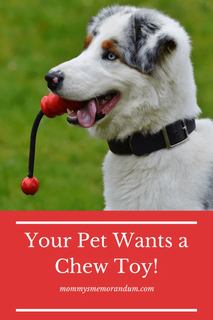 best pet gifts. Give them a toy, throw it around for them, and they’ll behave better as a result.