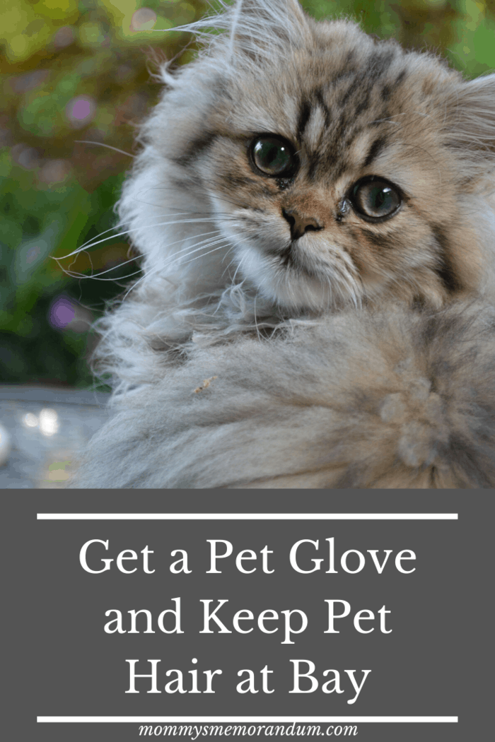best pet gifts Fur can be one of the major hurdles to the experience of owning one.