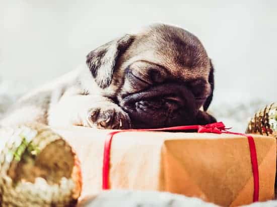 Your pet is part of your family. You might love them so much that you can’t help but buy them pet gifts at every opportunity. Here are our suggestions.