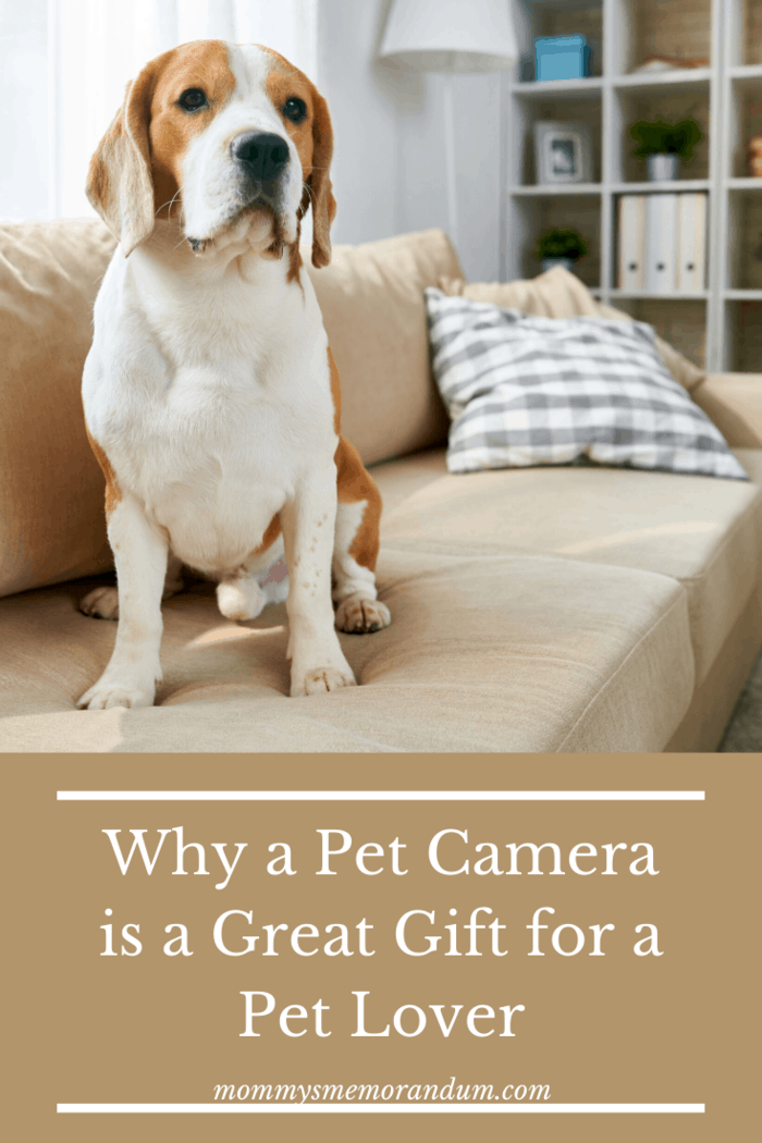 Best Pet Gifts. Pet Camera. These handy gizmos do exactly what you’d expect of them: record your animals while you’re out.