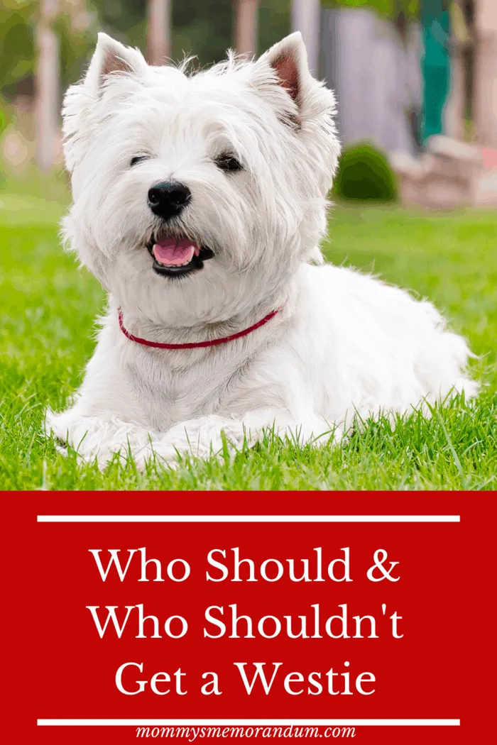 westie on green grass