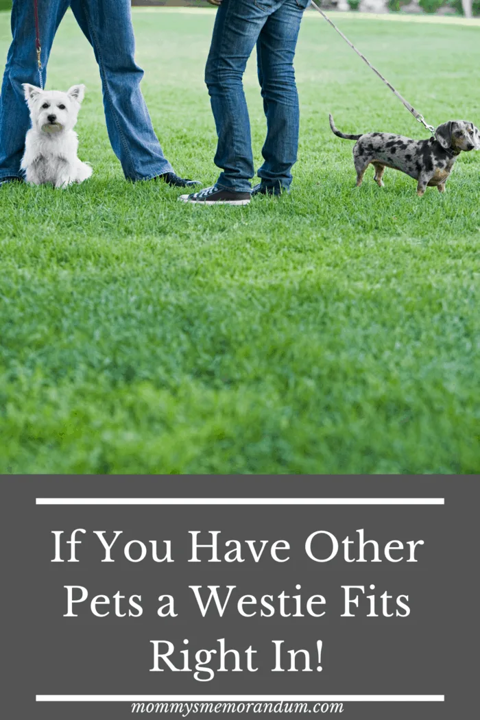 westie and dachshund on leashes with owners at park