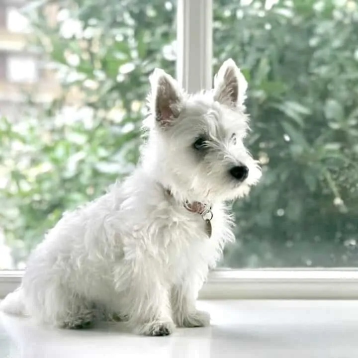 One of the most popular breeds out there is the Scottish Westie; this breed is not only the epitome of fun and cuteness, but it is also intelligent.