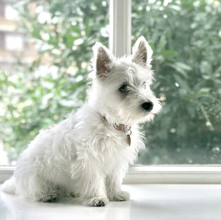 One of the most popular breeds out there is the Scottish Westie; this breed is not only the epitome of fun and cuteness, but it is also intelligent.
