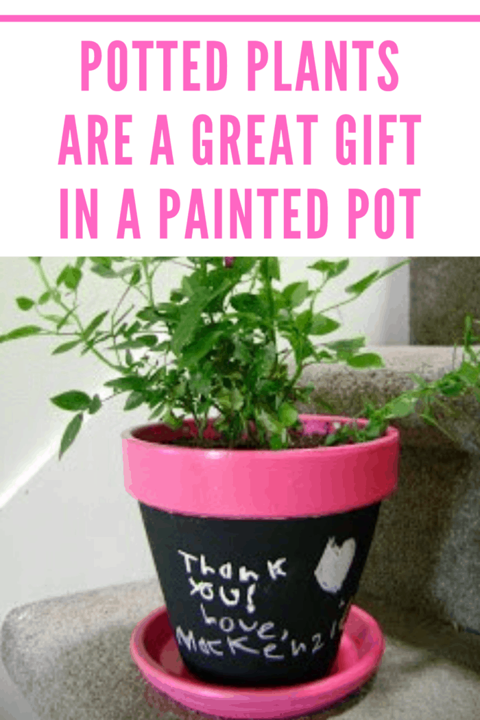 chalkboard flower pot with miniature rose