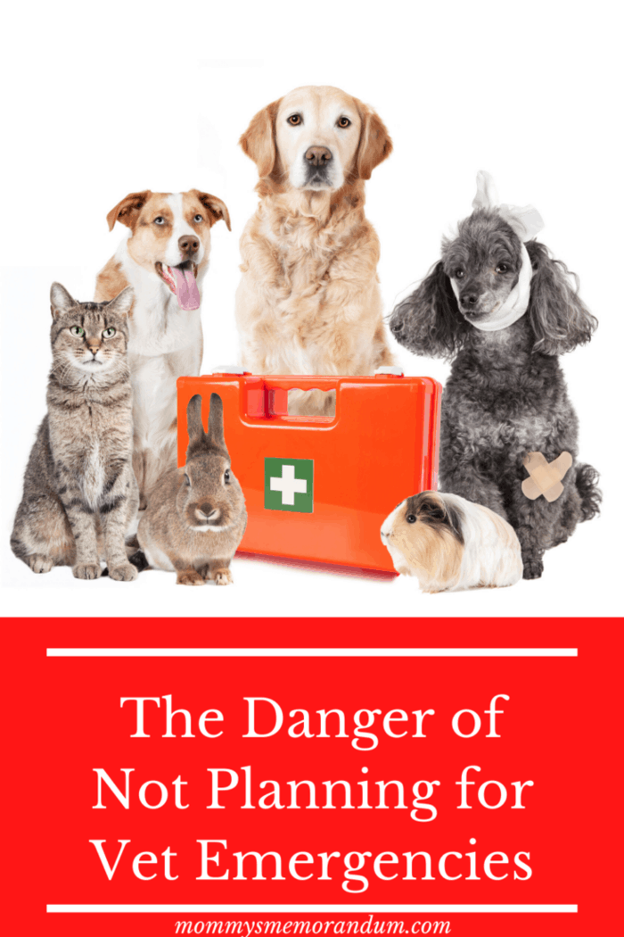 pets with first aid kit