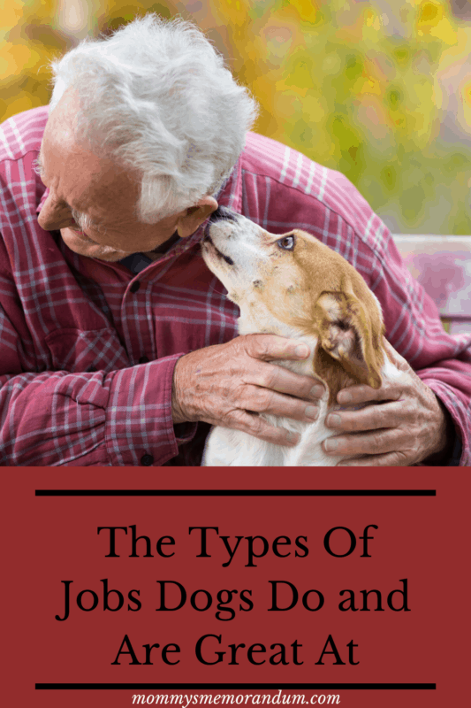 The Types Of Jobs Dogs Do Great At • Mommy's Memorandum