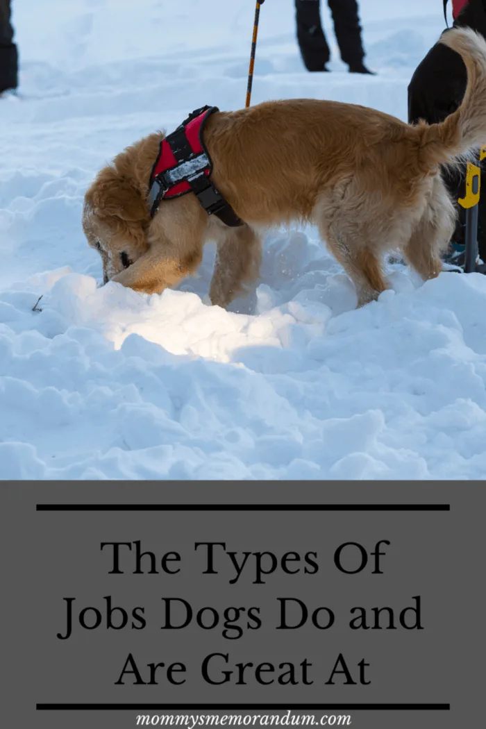 rescue dog searching snow