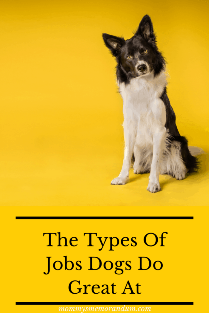 black and white collie dog looking at camera yellow background