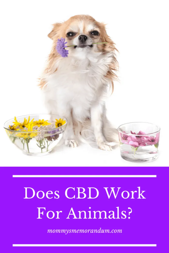 Pet owners have claimed that CBD appears to relax jumpy dogs and irritable cats, and lessen the pain of arthritis and other issues with both cats and dogs as well. 