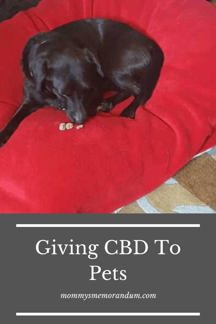 While the mechanisms by which CBD is alleged to work on animals aren’t well known, it does seem to be safe for them to use, and indeed it may be extremely helpful.