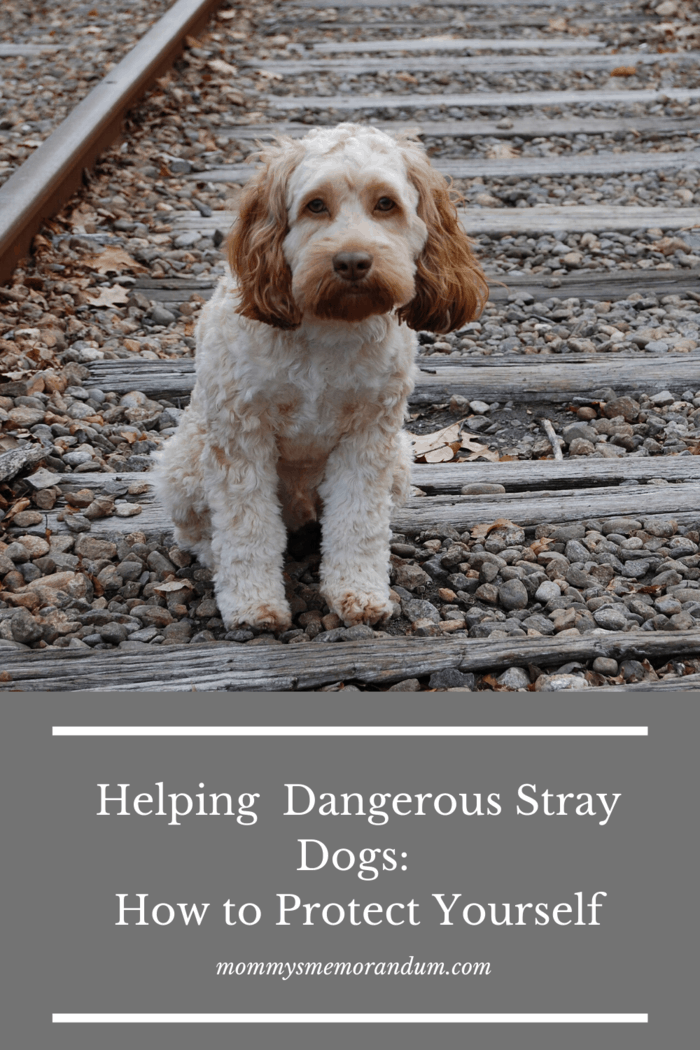 stray dog on railroad tracks
