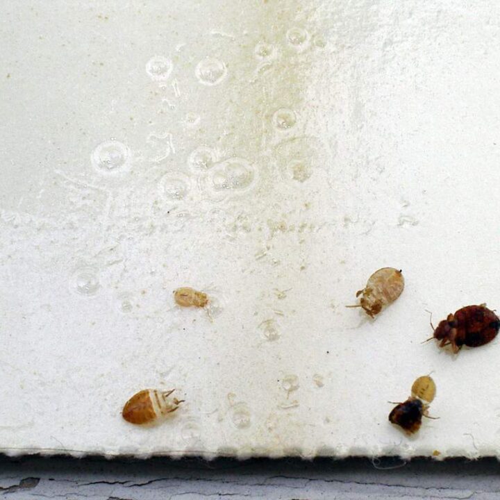 Here is a step by step guide of how you can effectively do away with bedbugs in your home: