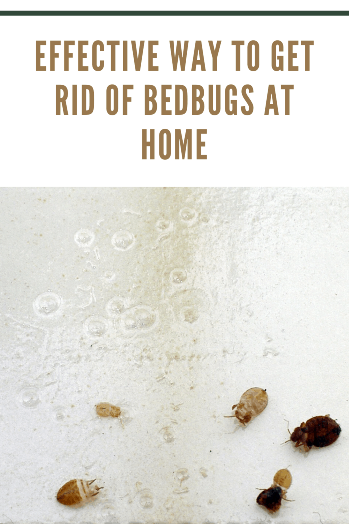 Here is a step by step guide of how you can effectively do away with bedbugs in your home: