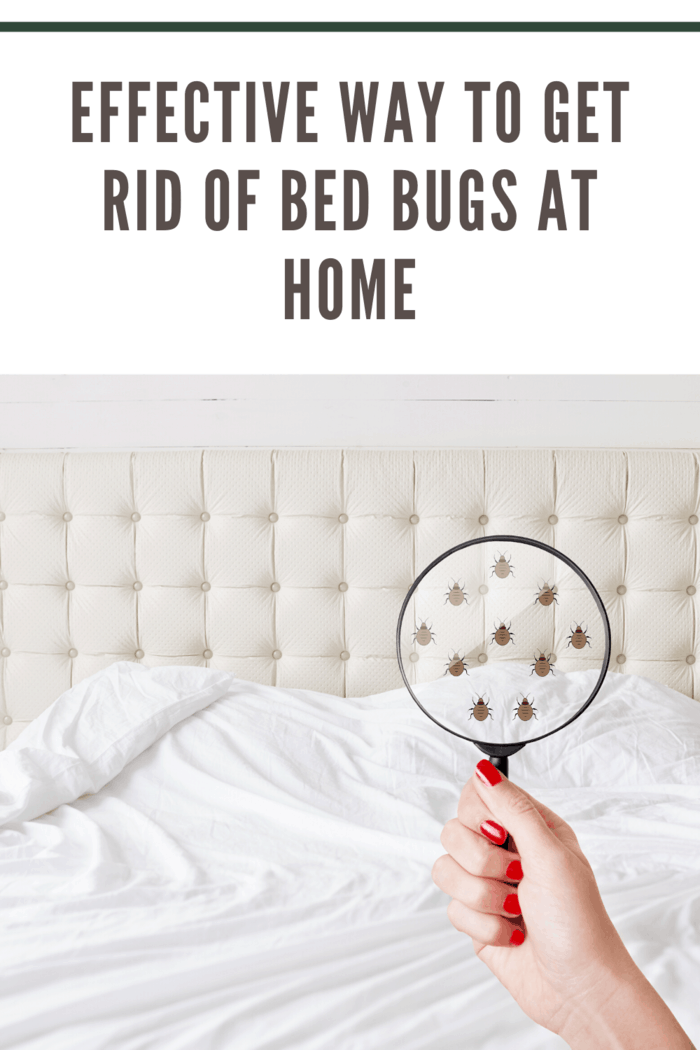Some of the hiding places that you can find the bedbugs include in the baseboards, in bed cracks, in furniture joints or cracks, between cushions or under the mattresses.