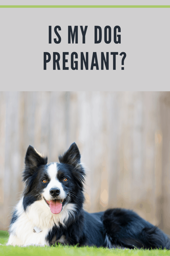 How to Tell If Your Dog Is Pregnant • Mommy's Memorandum