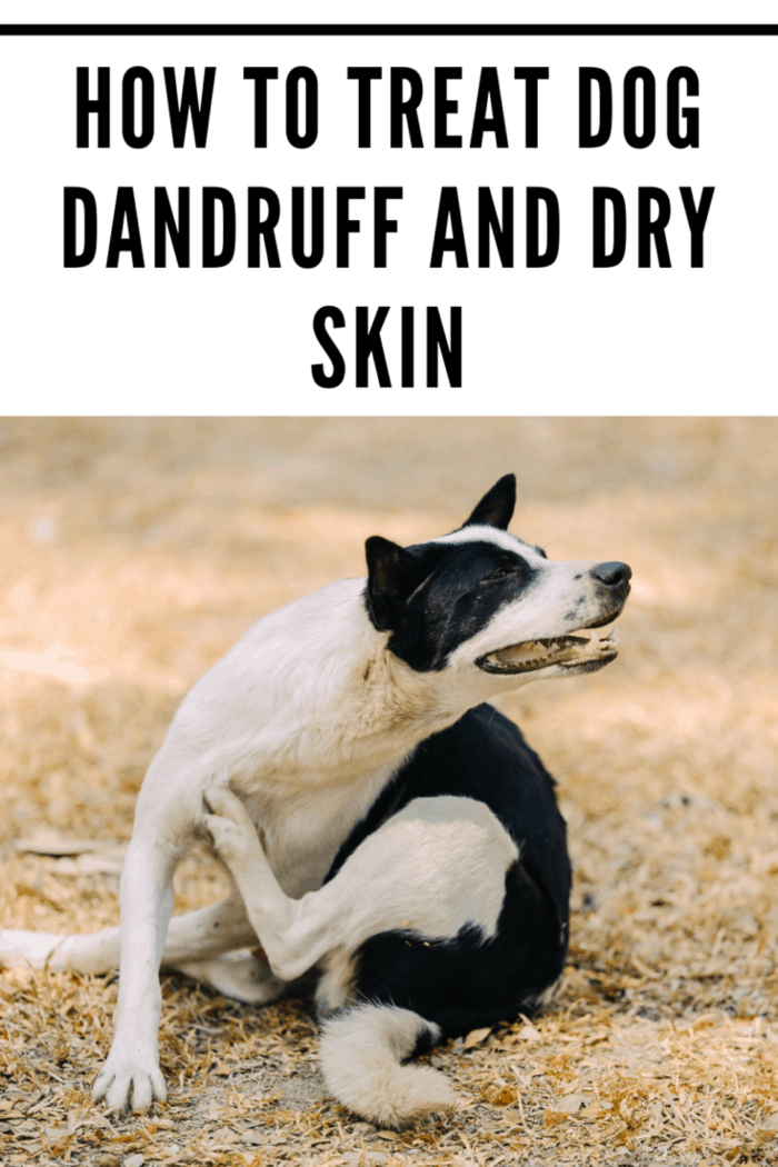 white and black dog itching from dandruff