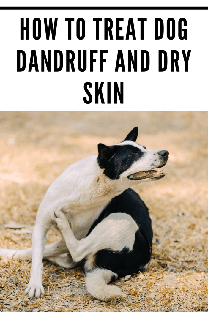 Black and white dog scratching its back due to dandruff, dry skin, dog skincare, and dandruff relief tips