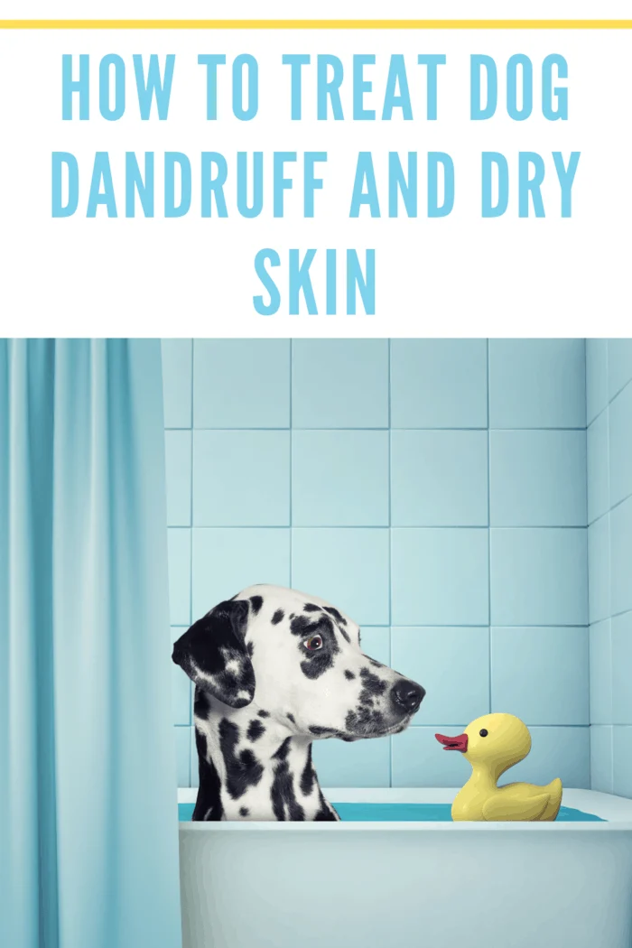 dalmation in tub with rubber duck