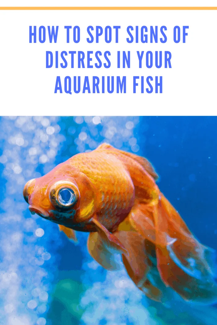 There are various potential stressors that cause stress in aquarium fish.