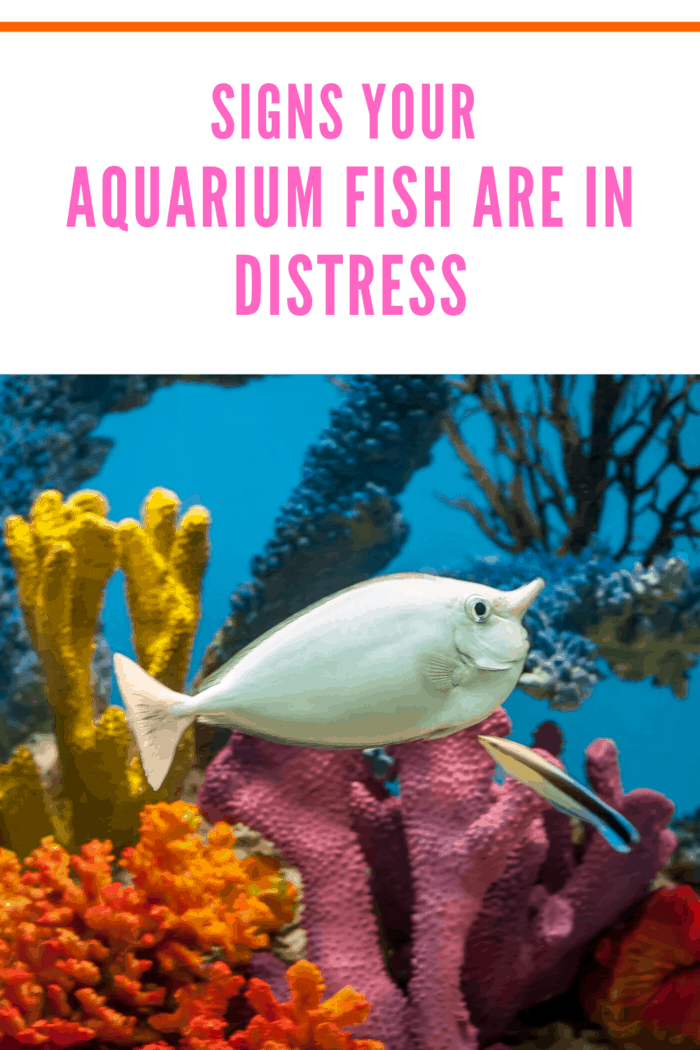 For maintaining the health of your aquarium fish, you must learn how to identify any signs of distress in the fish.