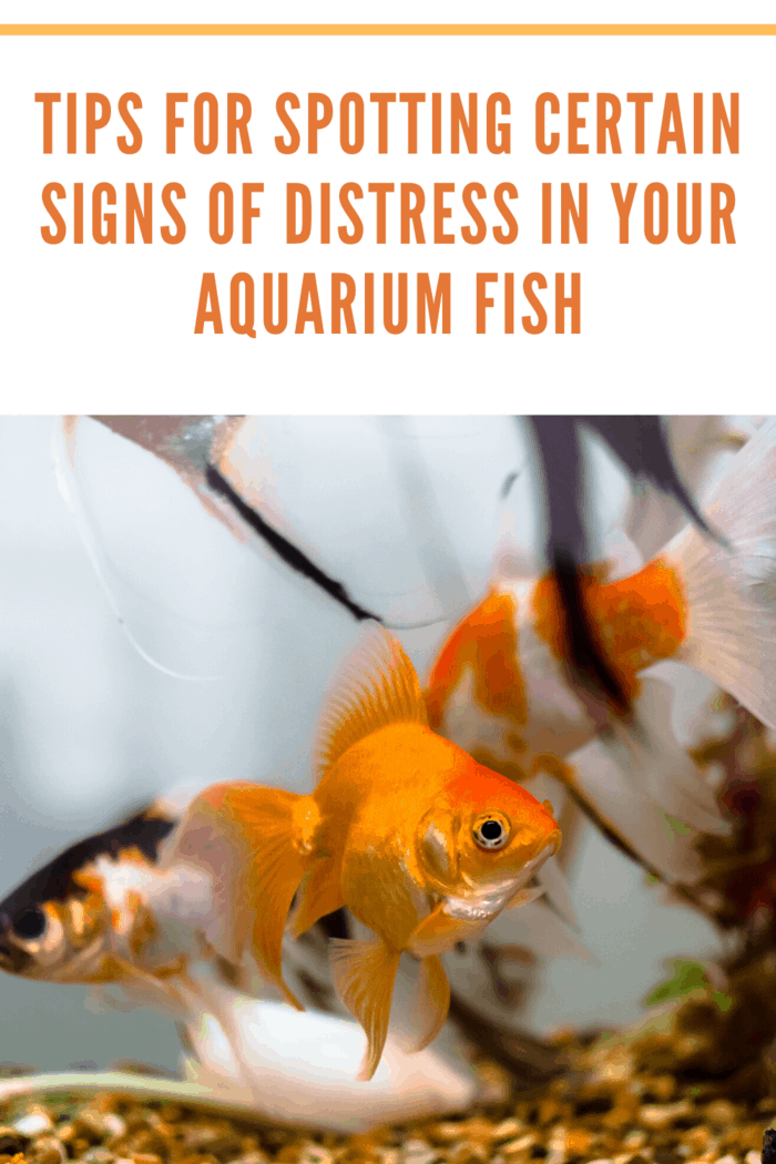 When water chemistry in your aquarium becomes unstable, not only does it become stressful to the fish, but any severe or sudden water chemistry changes might be traumatic.