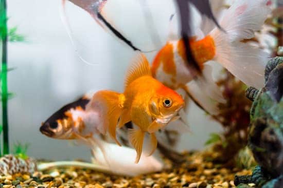 For maintaining the health of your aquarium fish, you must learn how to identify any signs of distress in the fish.