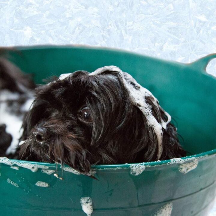 Dog dandruff is a very common problem and one that may be related to a wide variety of health issues.