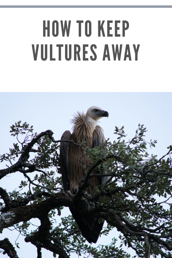 vulture in tree