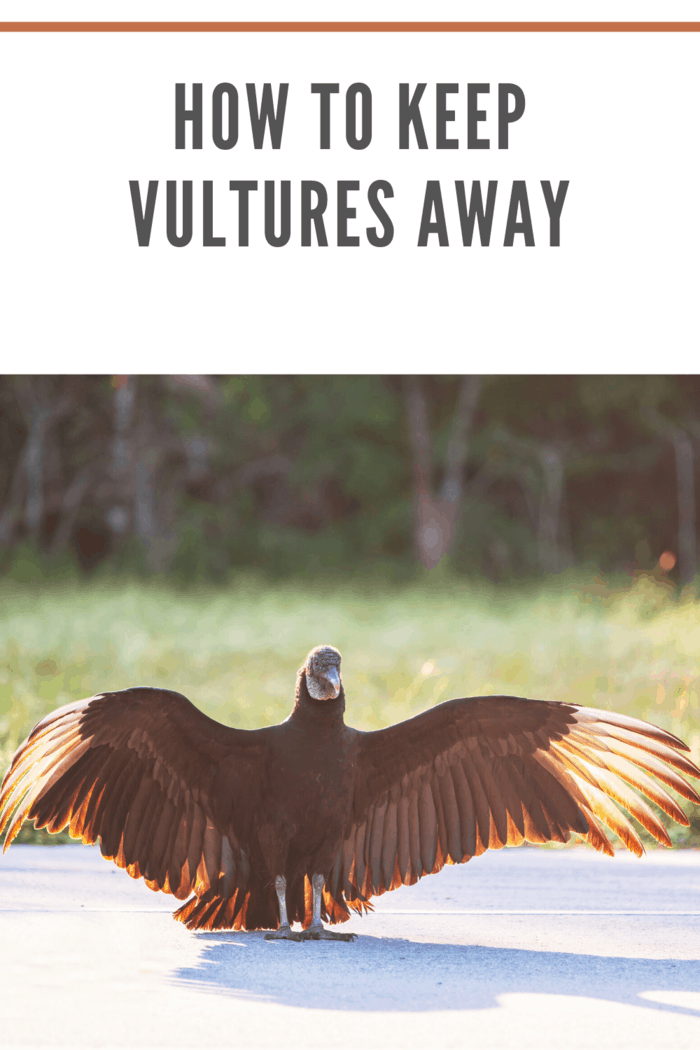 how to keep vultures away