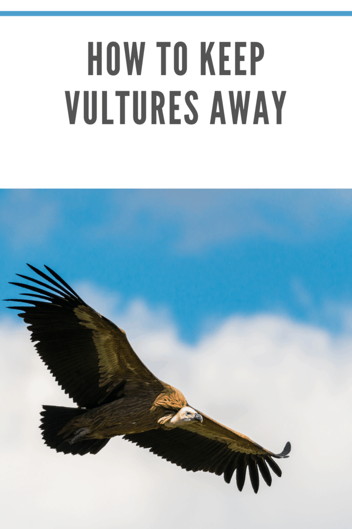 vulture flying